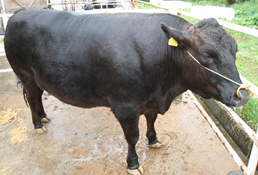黒毛和種肥育牛