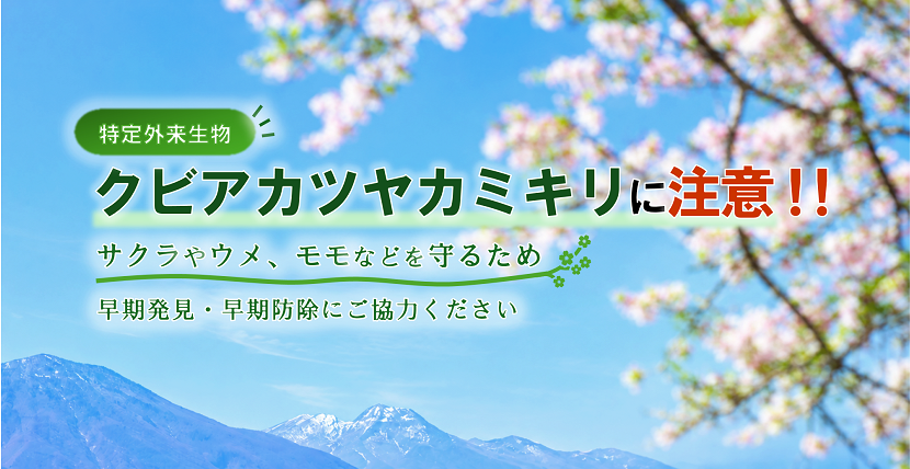 トップバナー（クビアカツヤカミキリ）