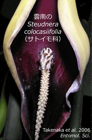 SteudneraColocasiifolia