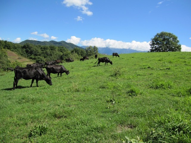 木曽牛2