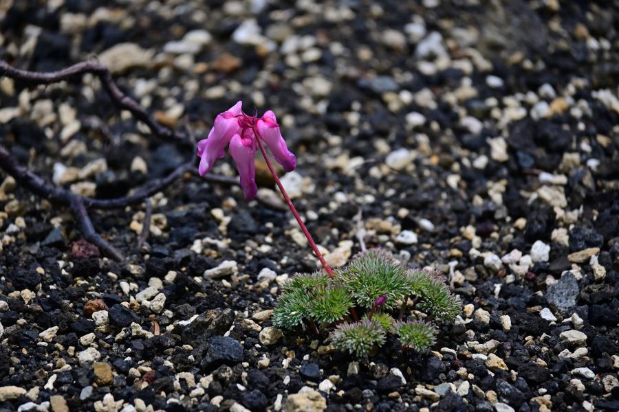 高山植物園に咲くコマクサの写真