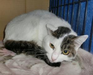 キジ白猫の写真