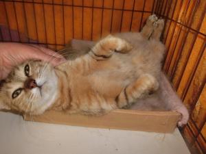 茶トラ猫を撫でている写真