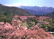 上伊那地域の桜の写真