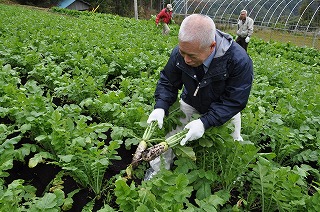 写真：戸隠大根を収穫する参加者