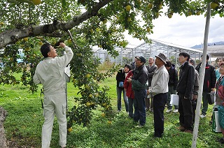 写真：「シナノゴールド」の木を見学する参加者