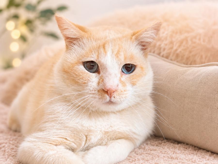  cleanedbabu