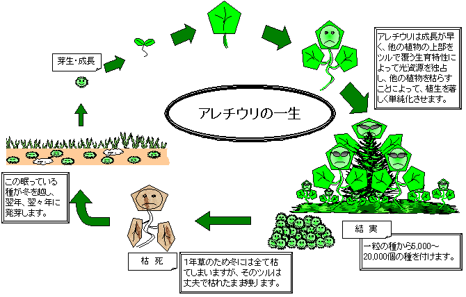 アレチウリのライフサイクル図