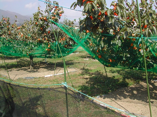 市田柿の窒素吸収量測定のための葉の回収