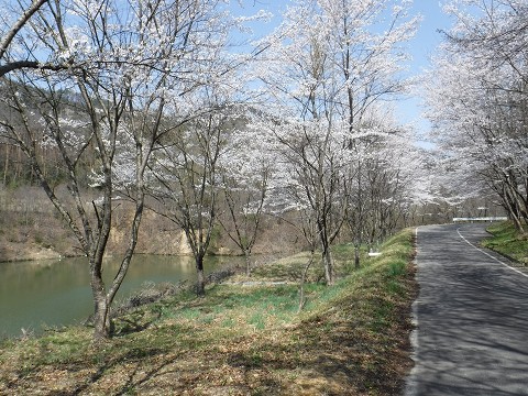 春の小仁熊ダム湖　桜