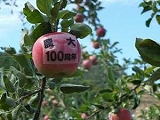 百周年リンゴ