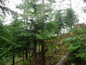 写真：複層林の上木伐倒時の下木損傷軽減