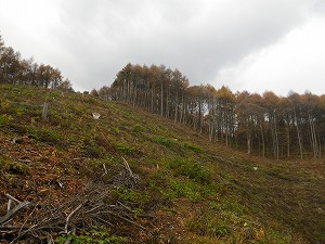 写真：カラマツ再造林試験地