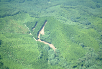 ヒノキ壮齢林での崩壊発生状況