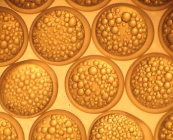 写真：シナノユキマスの卵（顕微鏡写真）