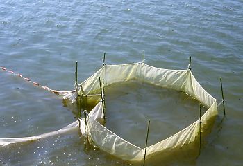 写真：浅科大池（溜池）での稚魚の採捕