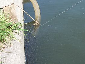 写真：池壁に沿って45度に仕掛けたサクションホースに吸い込まれる稚魚