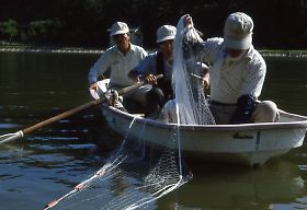 写真：刺網で放流魚を採捕して調査（美笹湖（佐久市））