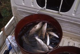 写真：和池から取り揚げたシナノユキマス