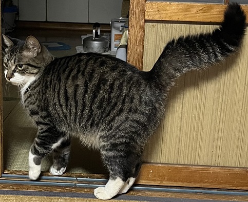 260513猫2