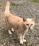 26622猫