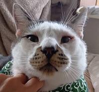 260630猫
