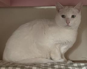 260630猫2