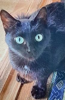 260713猫2