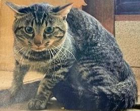 260713猫1