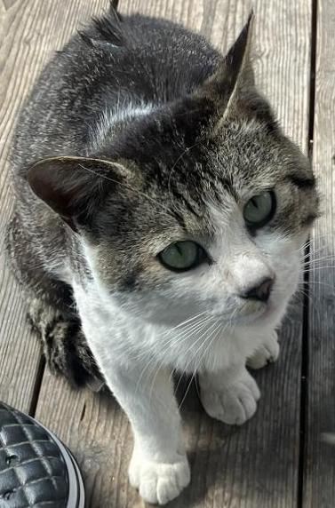 260721猫