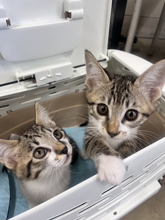 260925仔猫