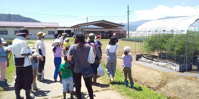 夏のアスパラガス畑見学